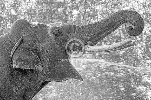 Asian Elephant (Elephas maximus)