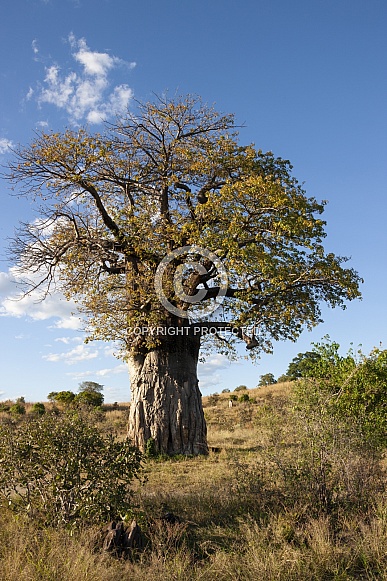 African Baobab Tree - Botswana