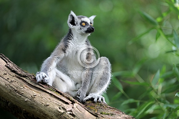Ring-tailed lemur (Lemur catta)