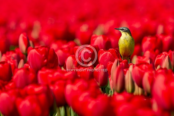 Yellow wagtail on tulip