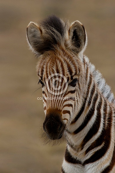 Portrait of a Zebra Foal