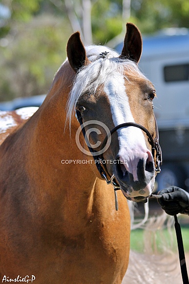 Partbred Arabian Stallion