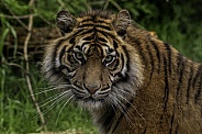 Sumatran Tiger Looking Back Over Shoulder