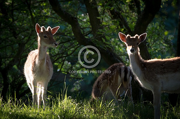 Group of deer in the evening