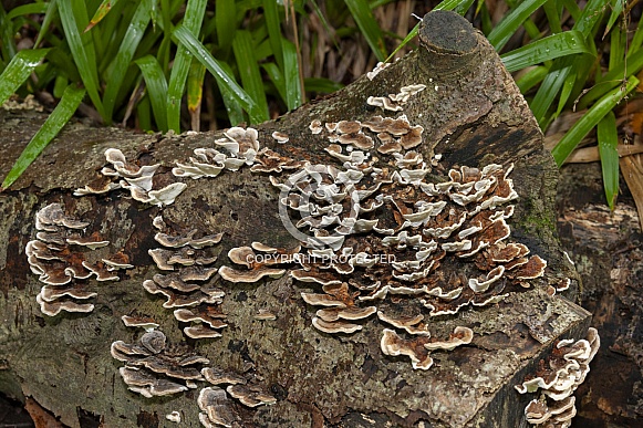 Fungi growing on a rotting tree stump