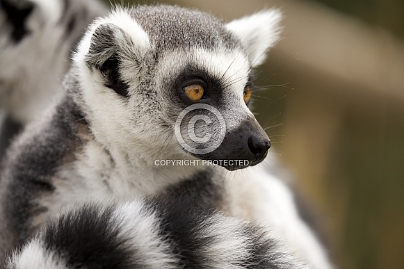 Ring tailed lima