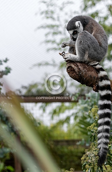 Ring Tailed Lemur Full Body And Tail