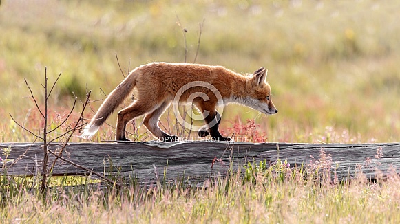 Red Fox-Walking The Fence