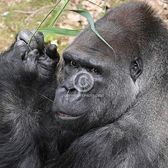 Western Lowland gorilla (Gorilla Gorilla Gorilla)