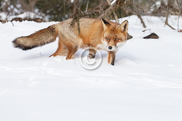 Red fox in wintertime.