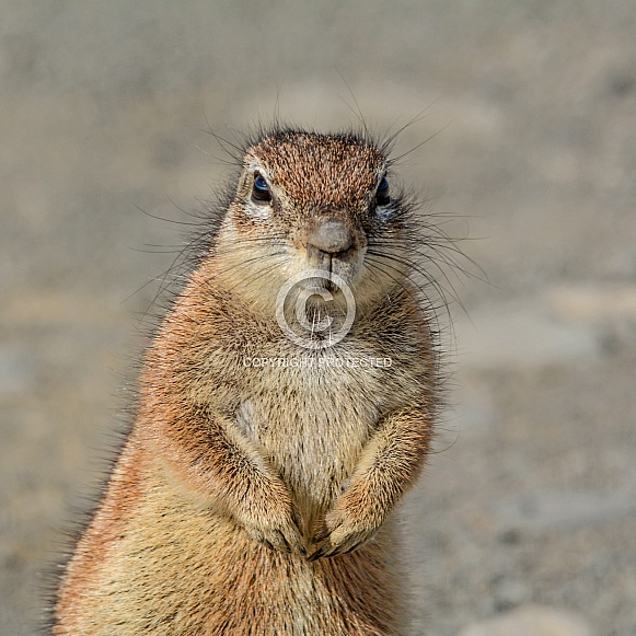 Southern African Ground Squirrel