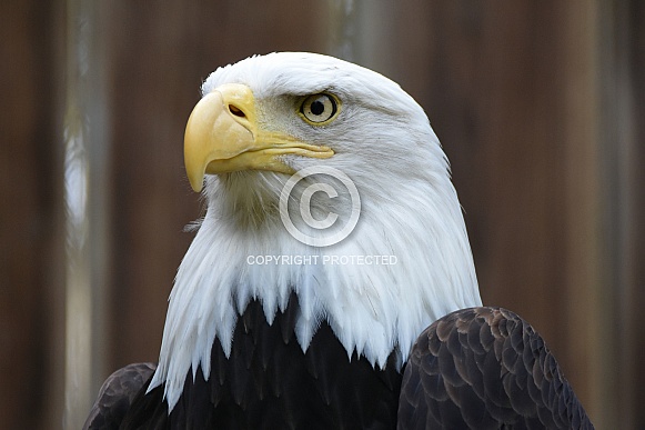 American Sea Eagle
