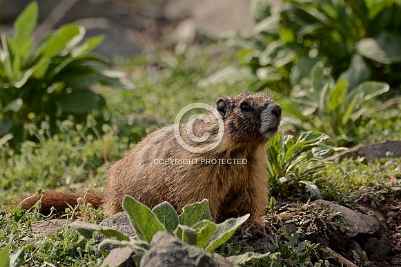 Yellow-Bellied Marmot