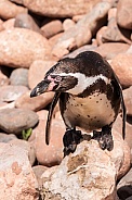Humboldt Penguin Full Body On Rocks