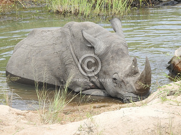 Rhinoceros lying in water