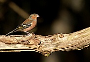 Male Chaffinch