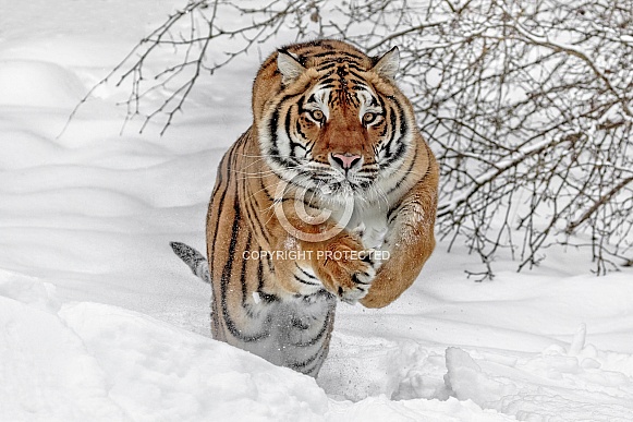 Siberian Tiger-The Hunter