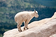 Wild mountain goat kid