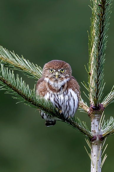 Northern Pygmy Owl--Pygmy Owl Staredown