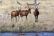 Red Hartebeest - Etosha National Park in Namibia