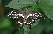 Constantine's Swallowtail