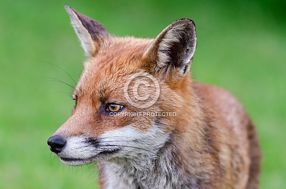 Close up Red Fox