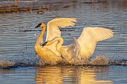 Trumpeter Swan Argument in the Golden Hour Light