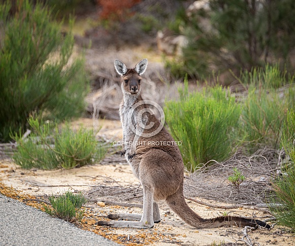 Curious Grey Kangaroo in the bushes