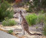 Curious Grey Kangaroo in the bushes