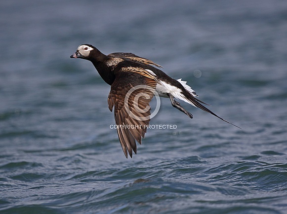 Long tailed Duck