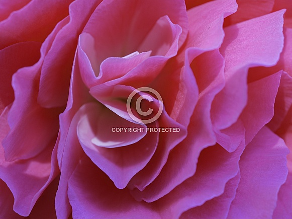 A Pink Begonia Close-up