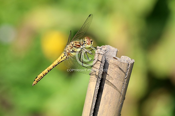 Darter Dragonfly (Sympetrum sanguineum)