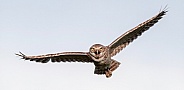 Burrowing owl (Athene cunicularia) flying with mouth wide open