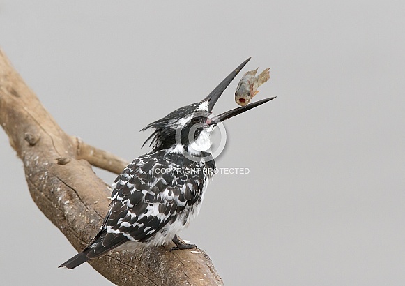 Pied kingfisher (Ceryle rudis) Wild