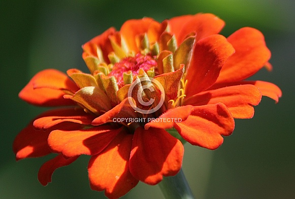 Closeup of an Orange Zinnia flower