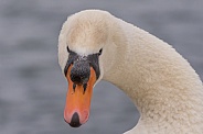 Nodule Swan