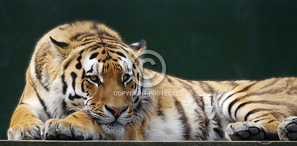 Siberian Tiger male