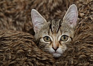 Tabby Kitten in Blanket