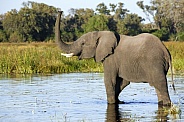 African Elephant at a waterhole - Botswana