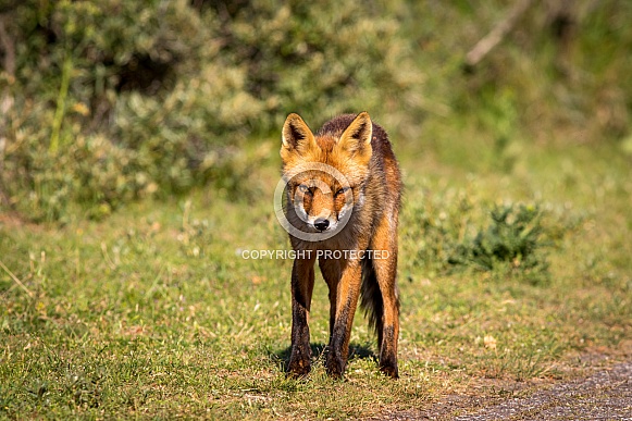 Red fox in the dunes on a summer evening
