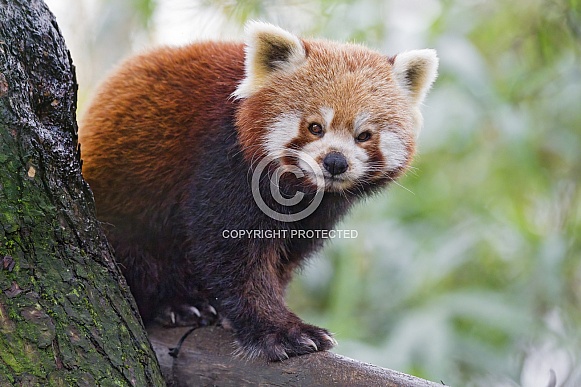 Red panda on a tree
