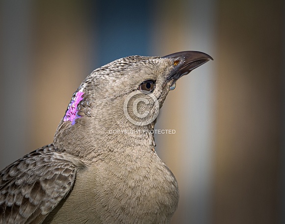 Male Great Bowerbird Closeup of Head in Profile