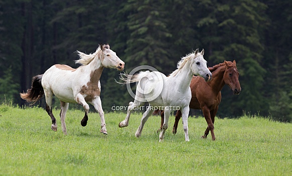 A Group of Three Horses Running