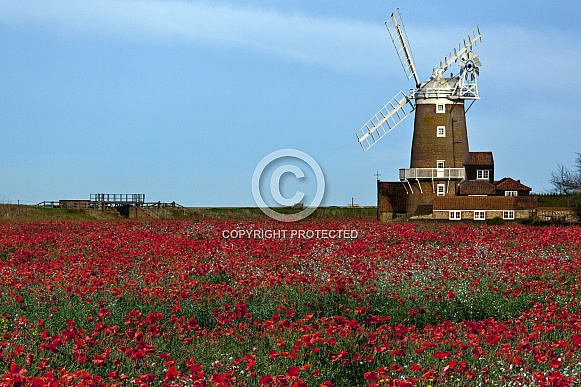 Poppy field - Norfolk coast - England