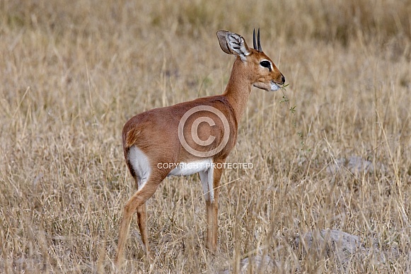 Steenbok Antelope -Botswana