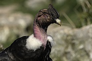 Andean condor close up