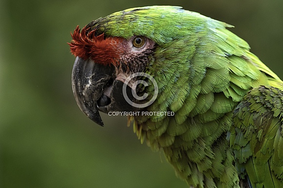 Red Fronted Macaw Close Up Face Shot
