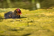 Common moorhen chick