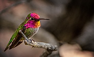 Hummingbird - Anna's Pretty in Pink