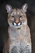 Puma / Cougar